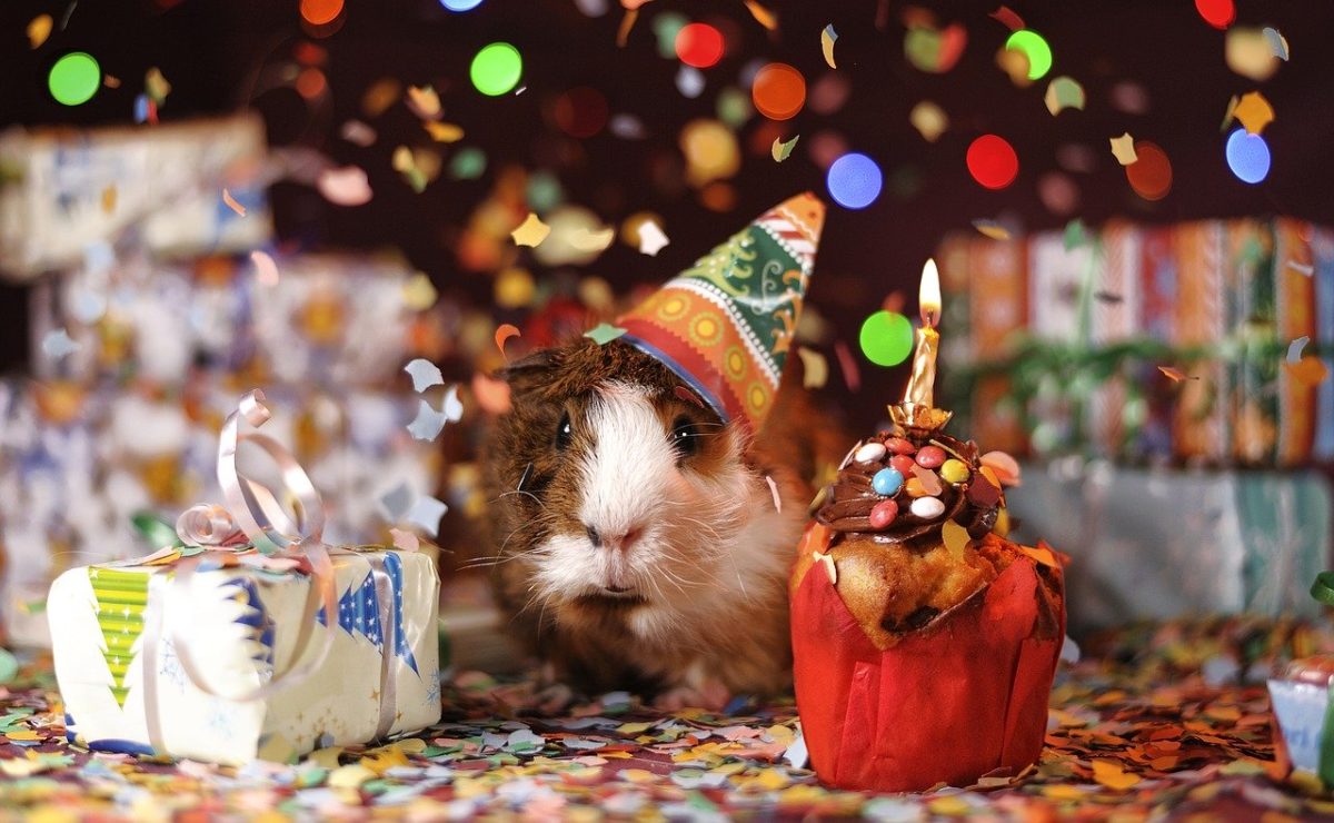 Meerschweinchen Geburtstag